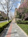 Spring Urban Street with Blossoming Trees