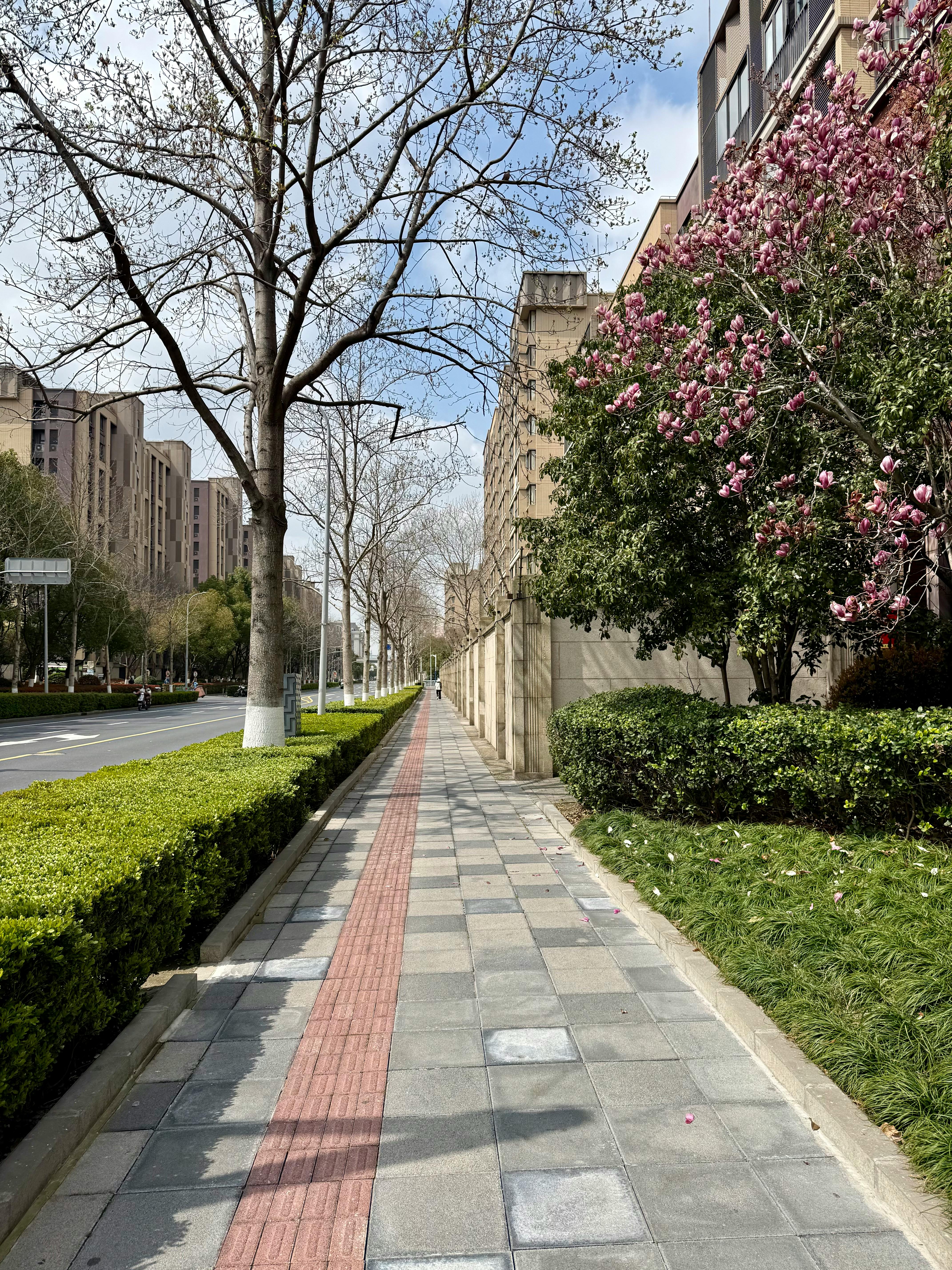 Spring Urban Street with Blossoming Trees