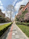 Springtime Urban Street with Blooming Trees