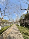 Beautiful Winter Pathway Lined with Bare Trees in Shanghai