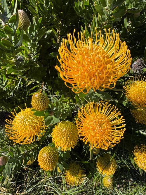 Free Close-up of bright yellow pincushion flowers in San Francisco sunshine. Stock Photo
