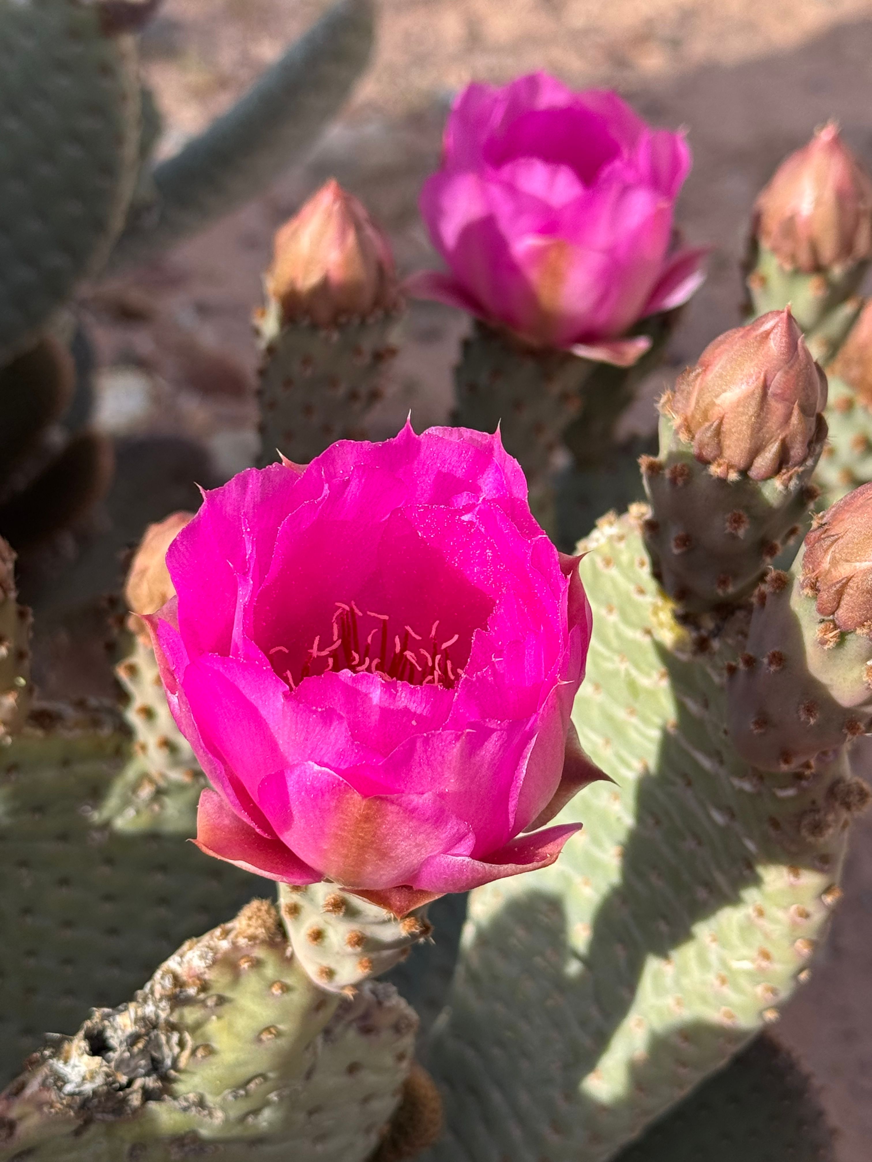 Vibrant Pink Cactus Flower in Las Vegas Desert · Free Stock Photo