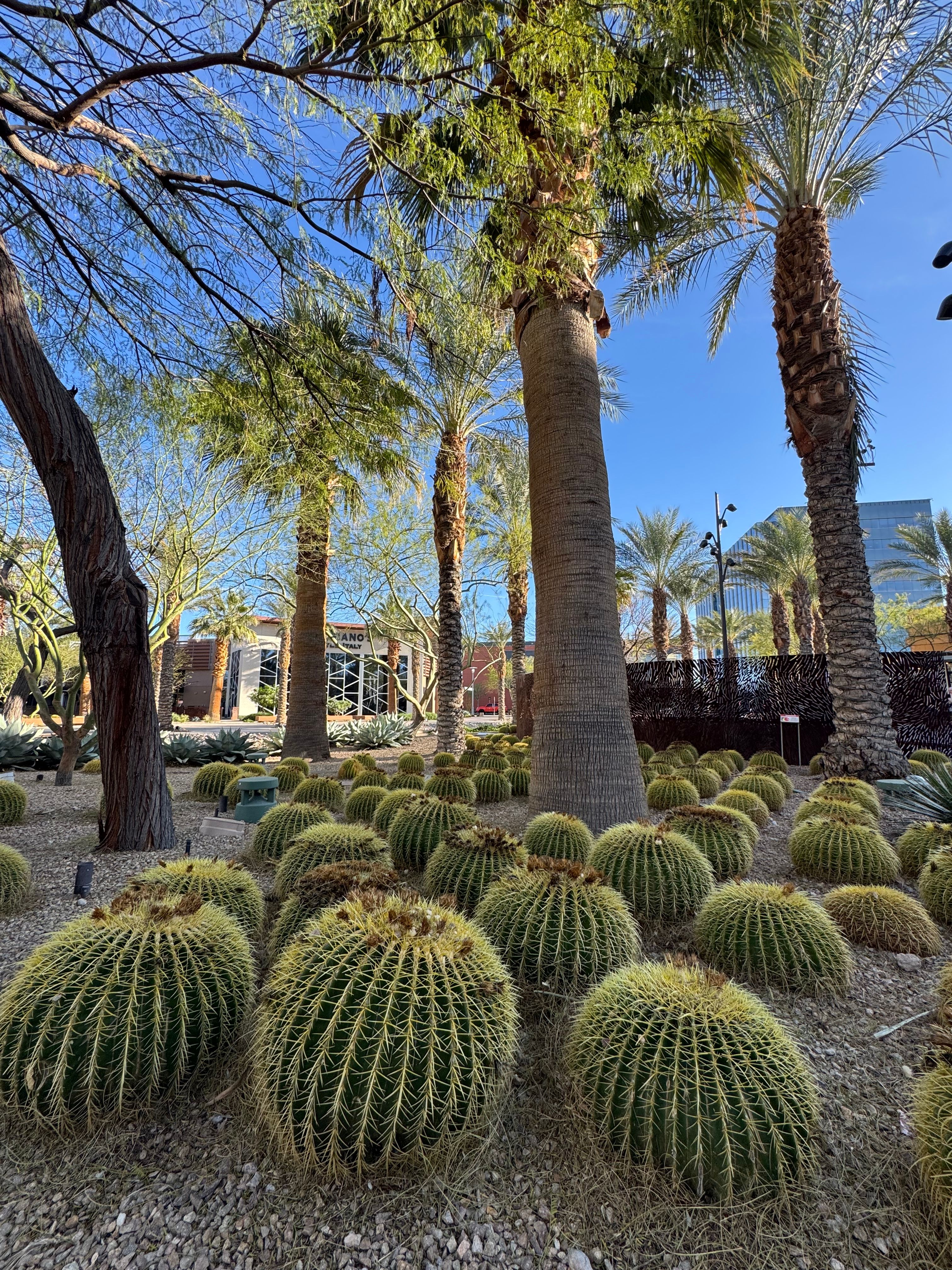 Ethel M Cactus Garden