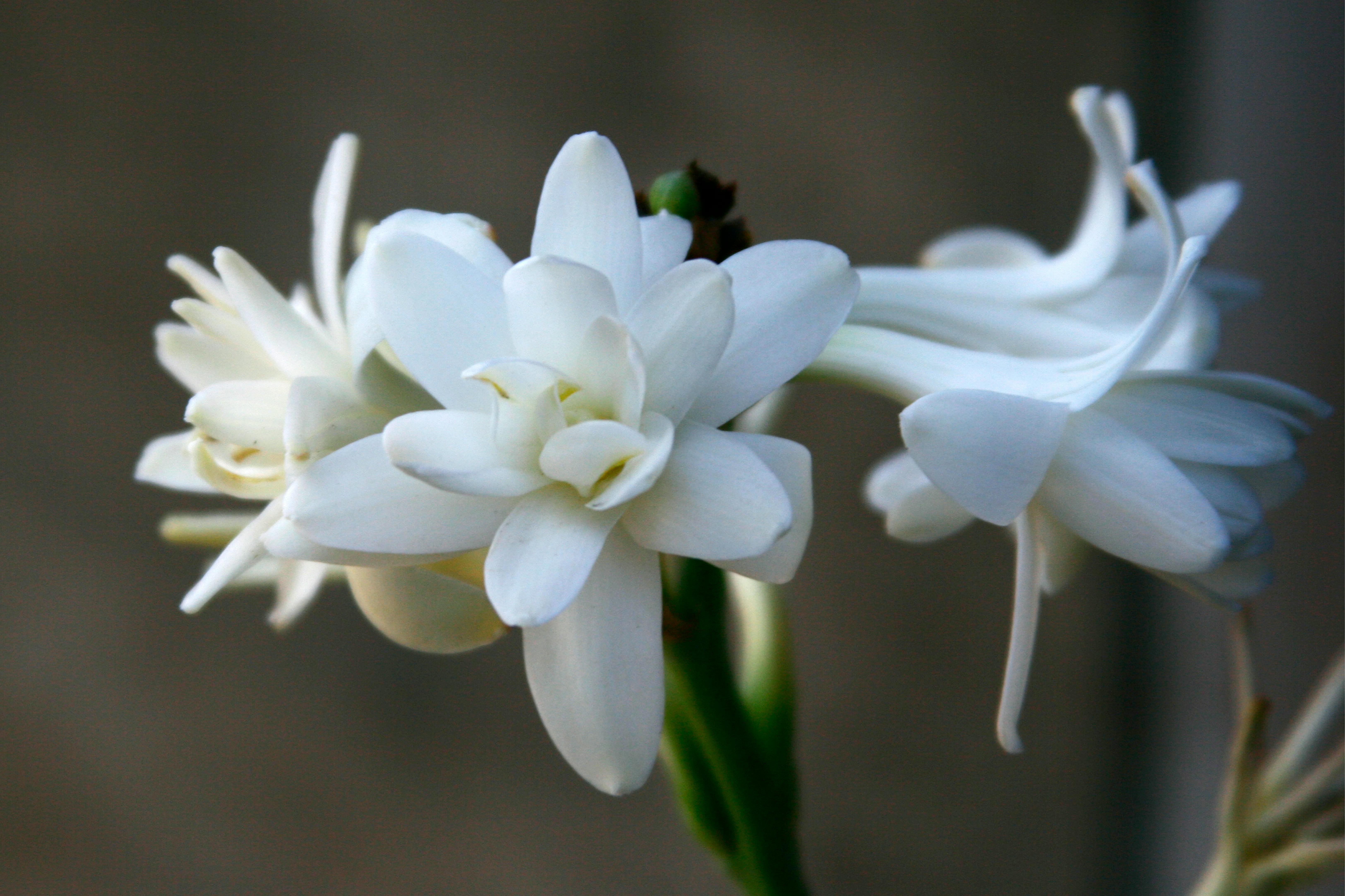 White flower in garden