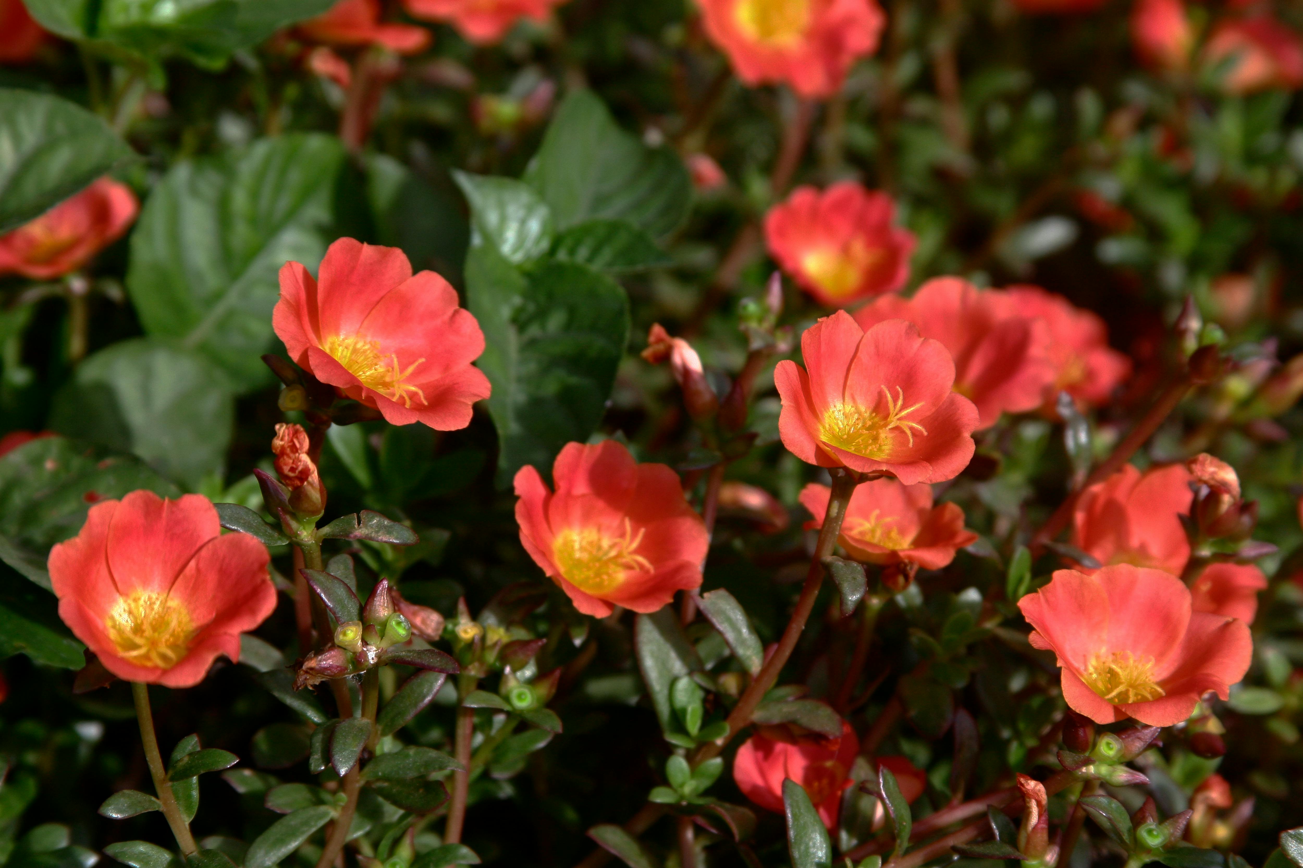 Purslane