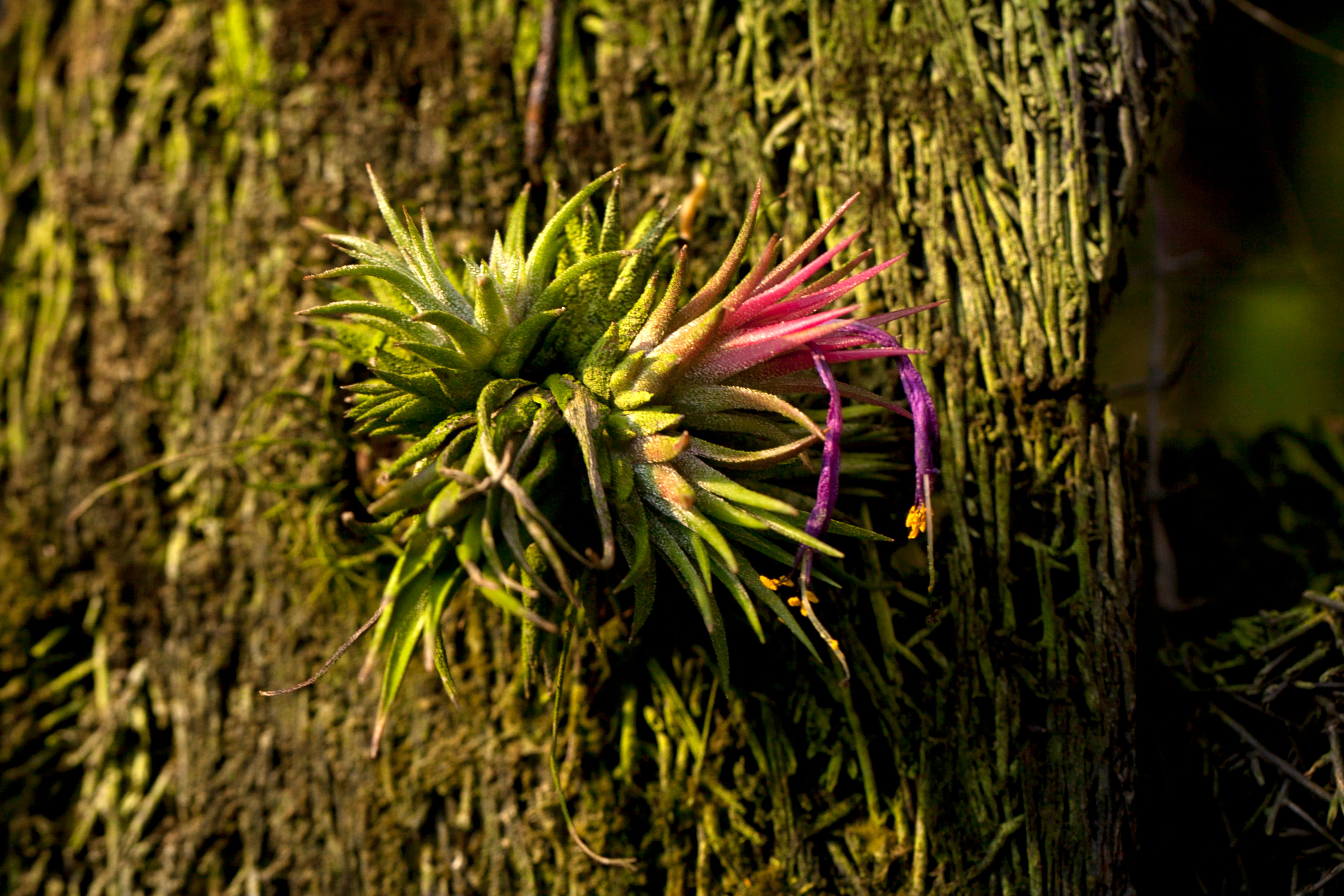 Des plantes avec des super pouvoirs naturels