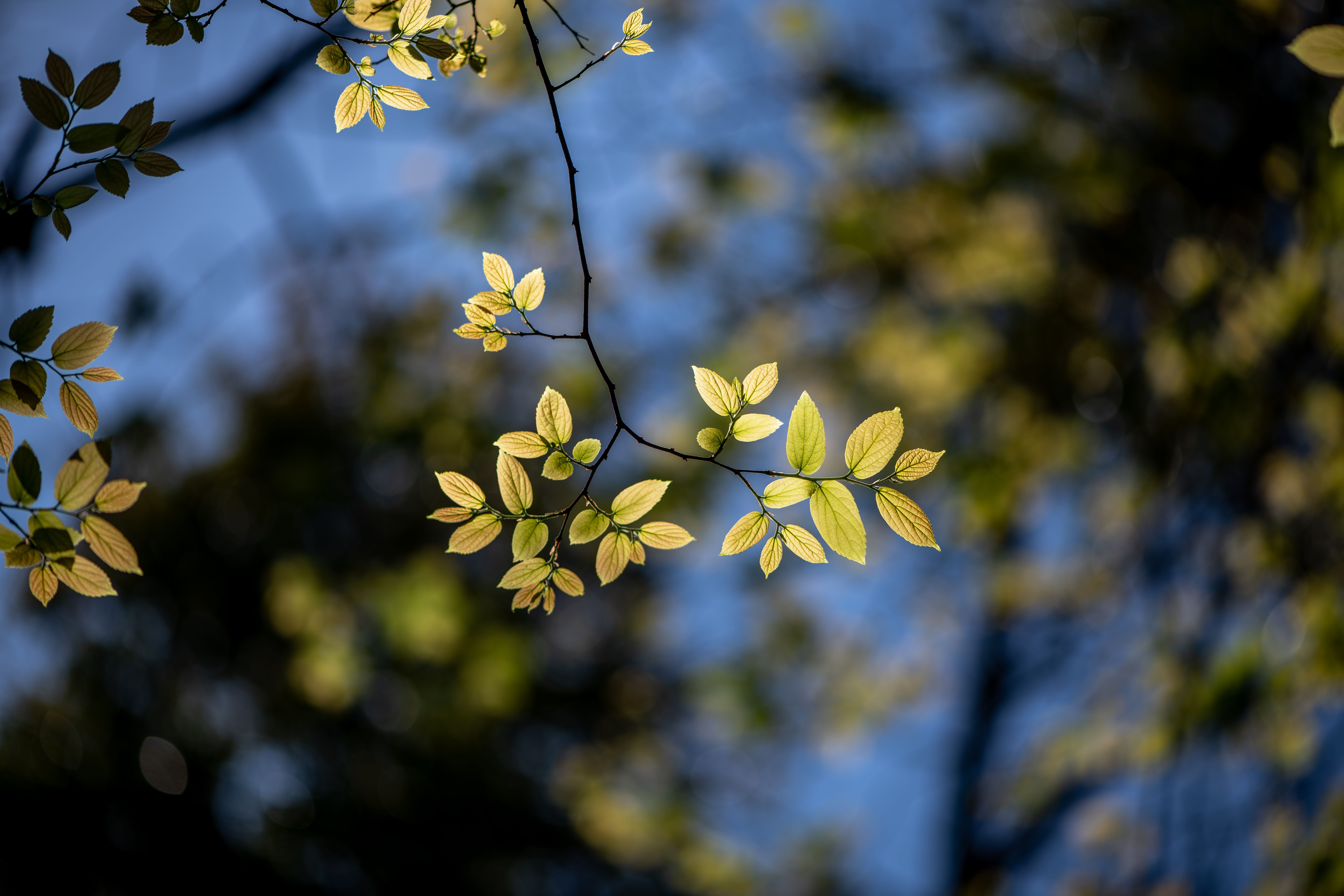 Sunlit tree branch with green leaves against a vivid blue sky, capturing spring's essence.