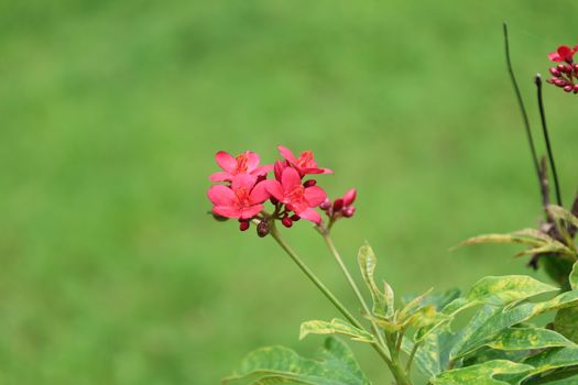 Close-up of bright red Jatropha flowers against a lush green background in Chhatarpur, India.