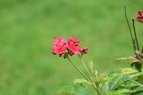 Free Close-up of bright red Jatropha flowers against a lush green background in Chhatarpur, India. Stock Photo