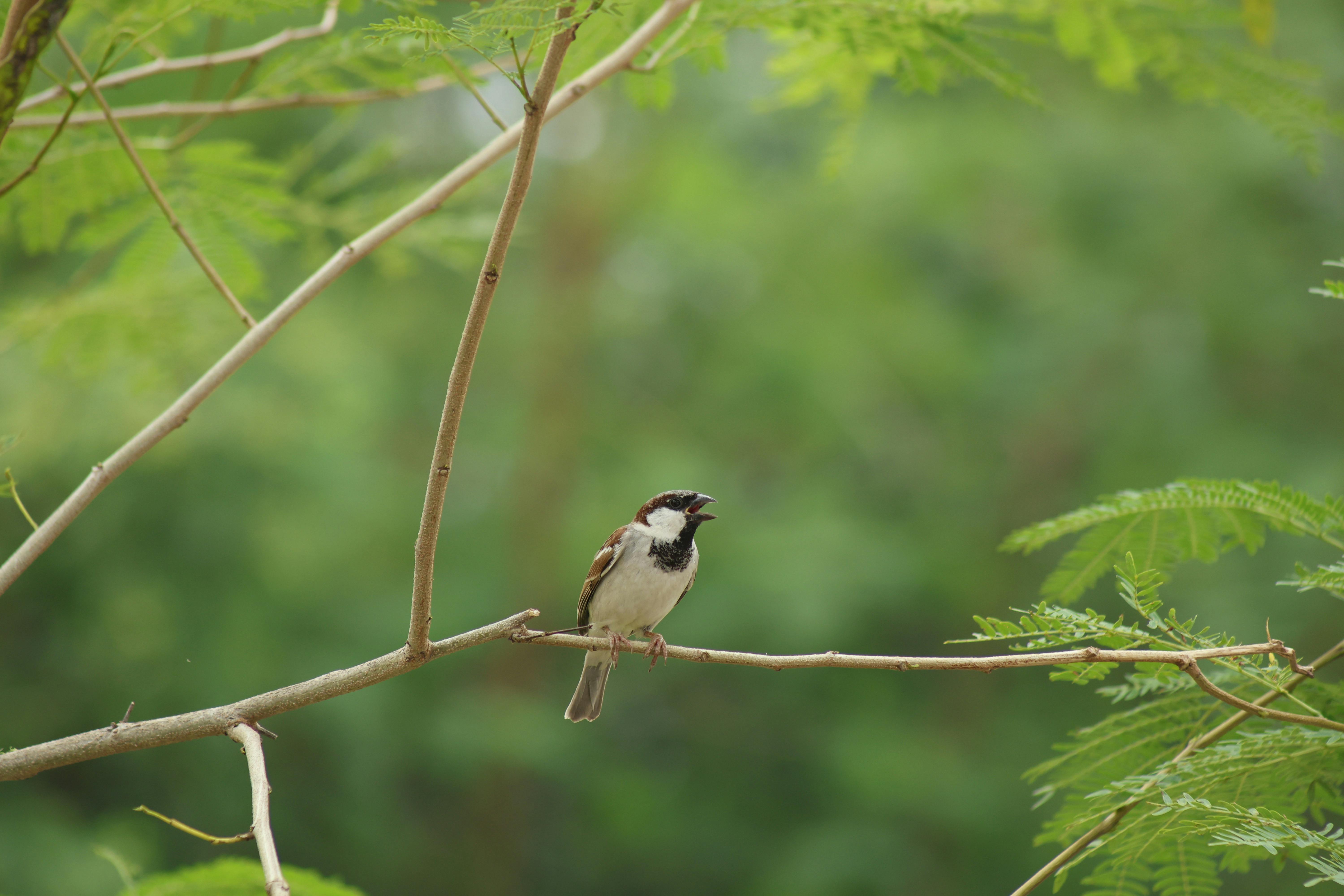 House sparrow perched on a branch with lush green background, singing.