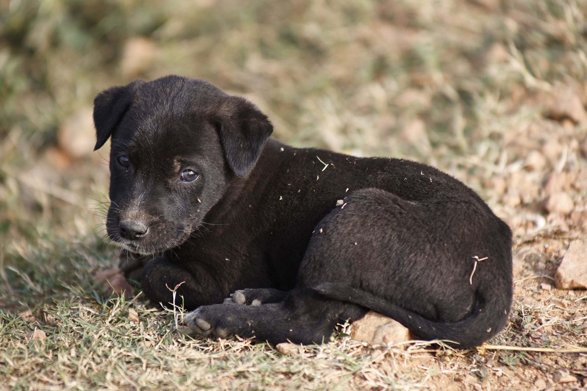 iHeartDogs Rescue Road Trips: How One Little Black Dog Saved 533 Dogs