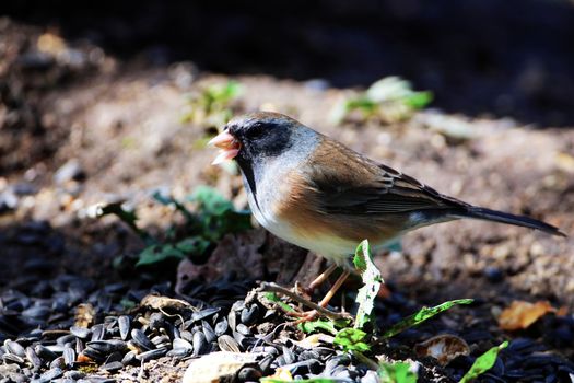 sparrow bird brown head