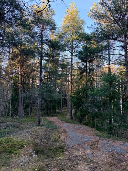 Free Peaceful forest trail in Helsinki, showcasing vibrant pine trees under clear skies. Stock Photo