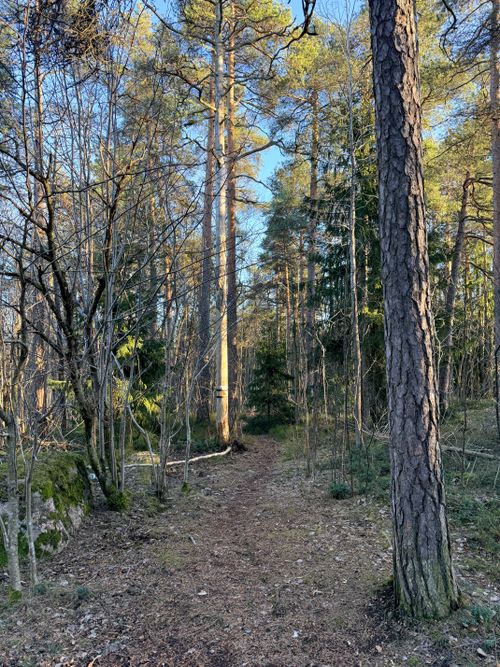 Free Tranquil pathway through a serene forest in Helsinki, showcasing tall trees and a peaceful atmosphere. Stock Photo