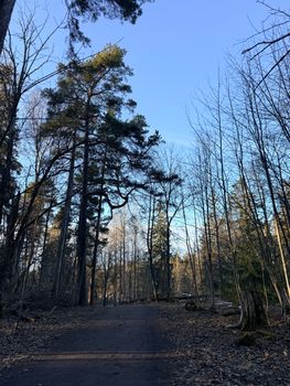 Tranquil forest path in Helsinki's springtime woods, under clear blue skies.