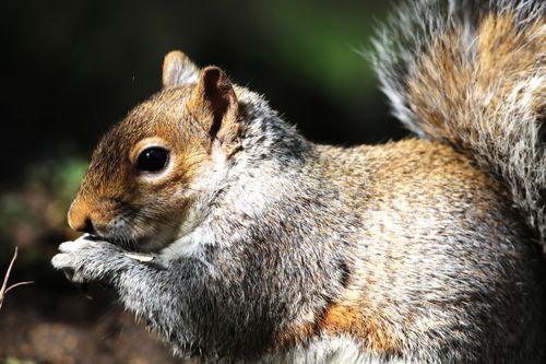 Free A detailed close-up shot of a gray squirrel eating, highlighting its fur texture and sharp eye. Stock Photo