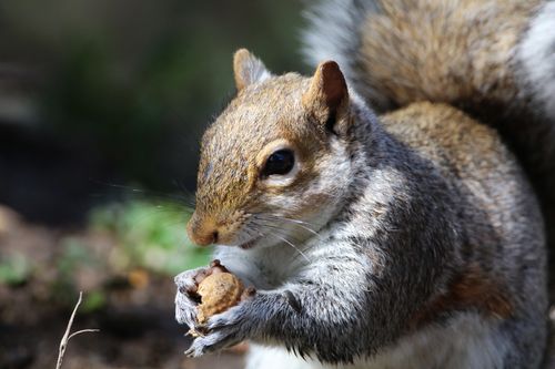Free A close-up shot of a squirrel holding a nut in a natural outdoor environment. Stock Photo
