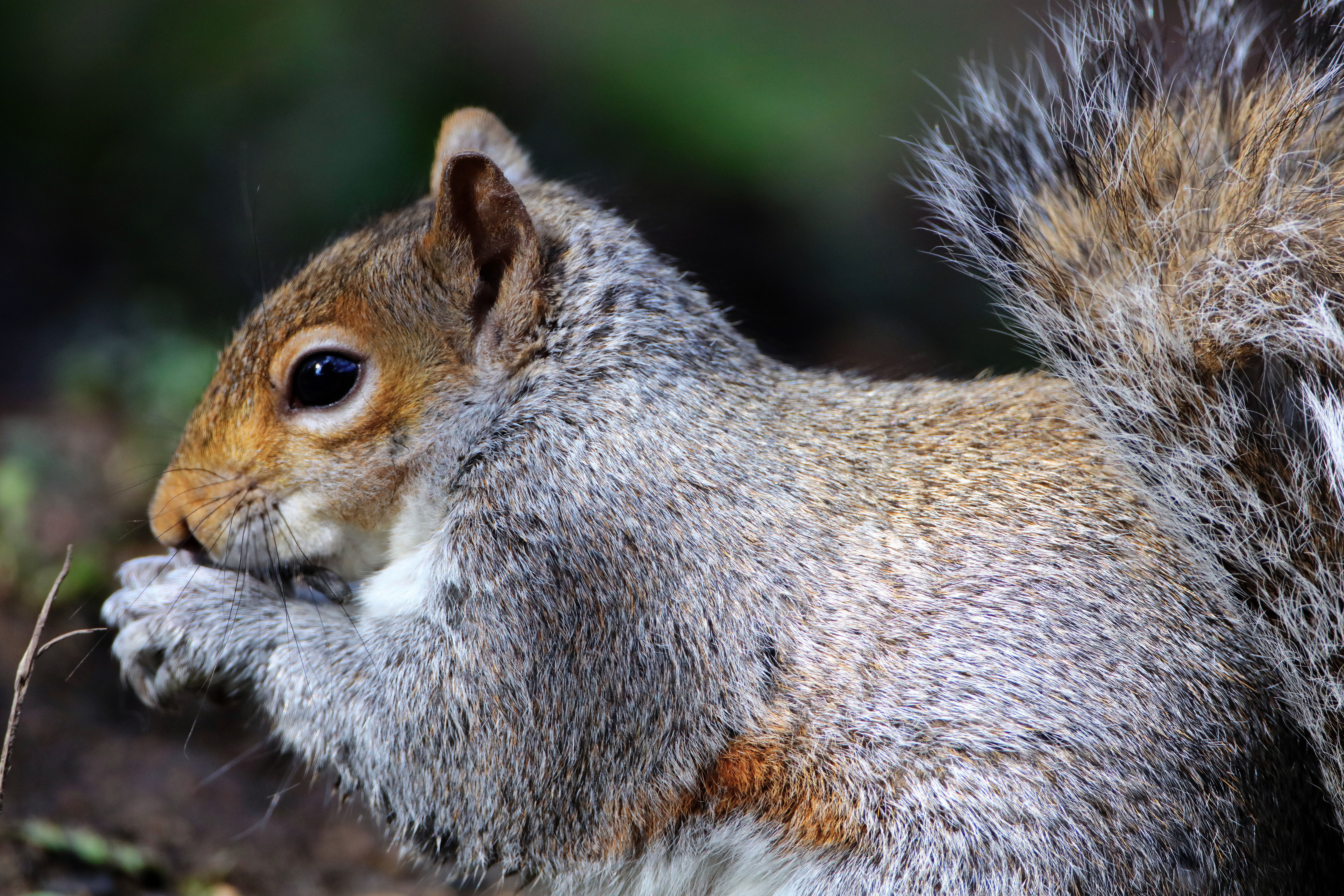 6. Eastern Gray Squirrel
