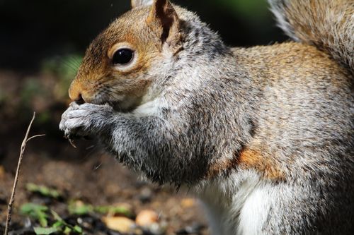 Free An Eastern Gray Squirrel (Sciurus carolinensis) nibbling food on the forest floor in sunlight. Stock Photo