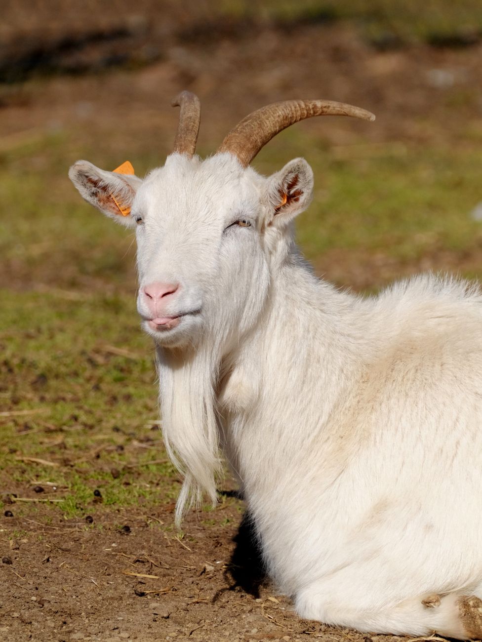 GOATの語源と歴史 — なぜこの表現が生まれたのか