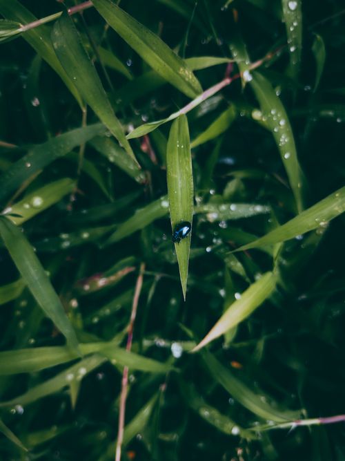 Free Captivating macro shot of a fly perched on a dewy grass blade, showcasing nature's intricate details. Stock Photo