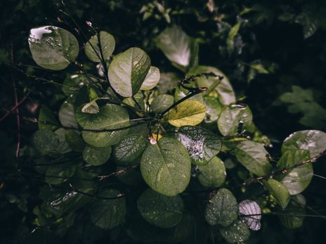 Close-up of lush green leaves with dew drops in a dense forest, evoking freshness and vitality.