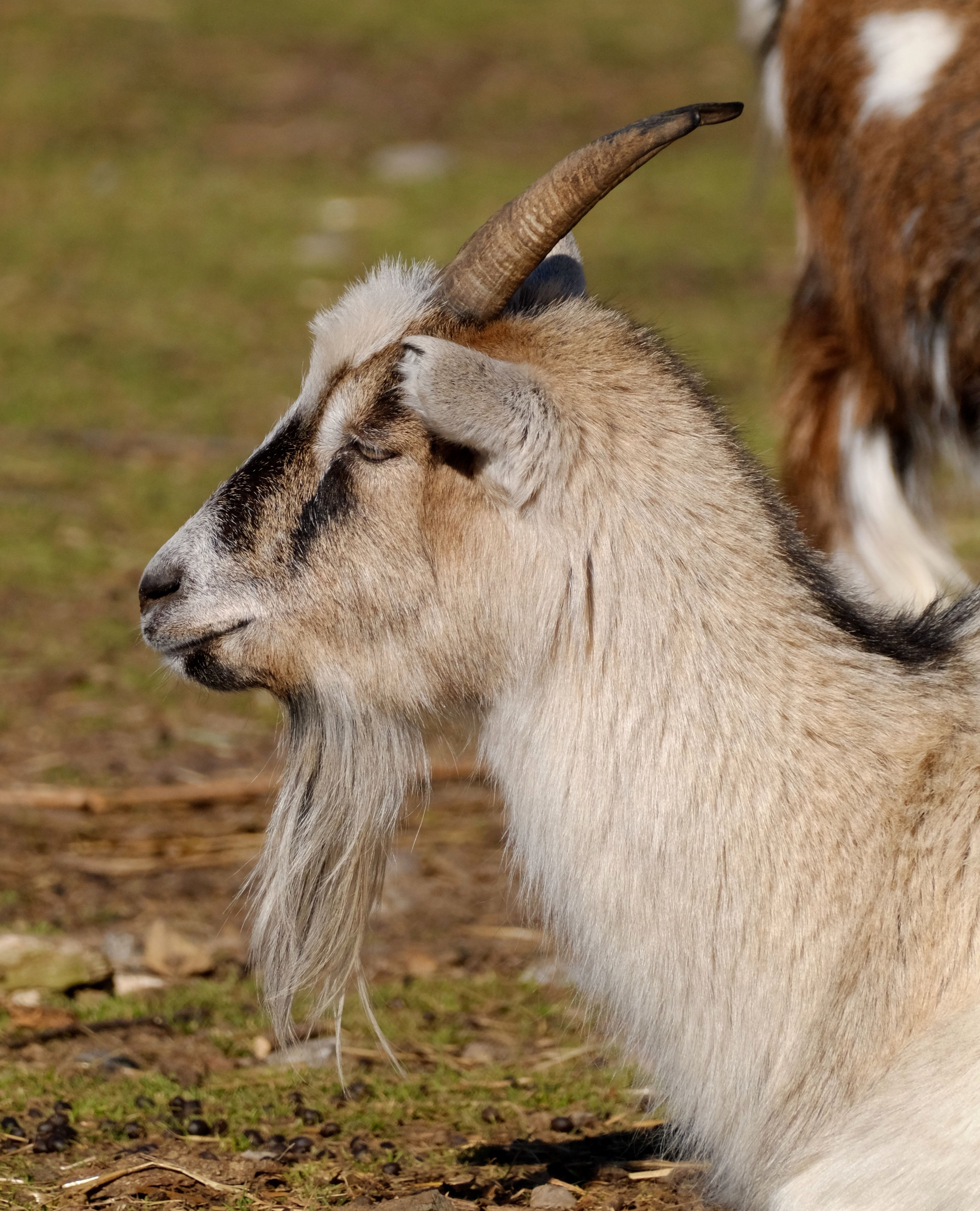 Portrait of a Domestic Goat in Nature · Free Stock Photo