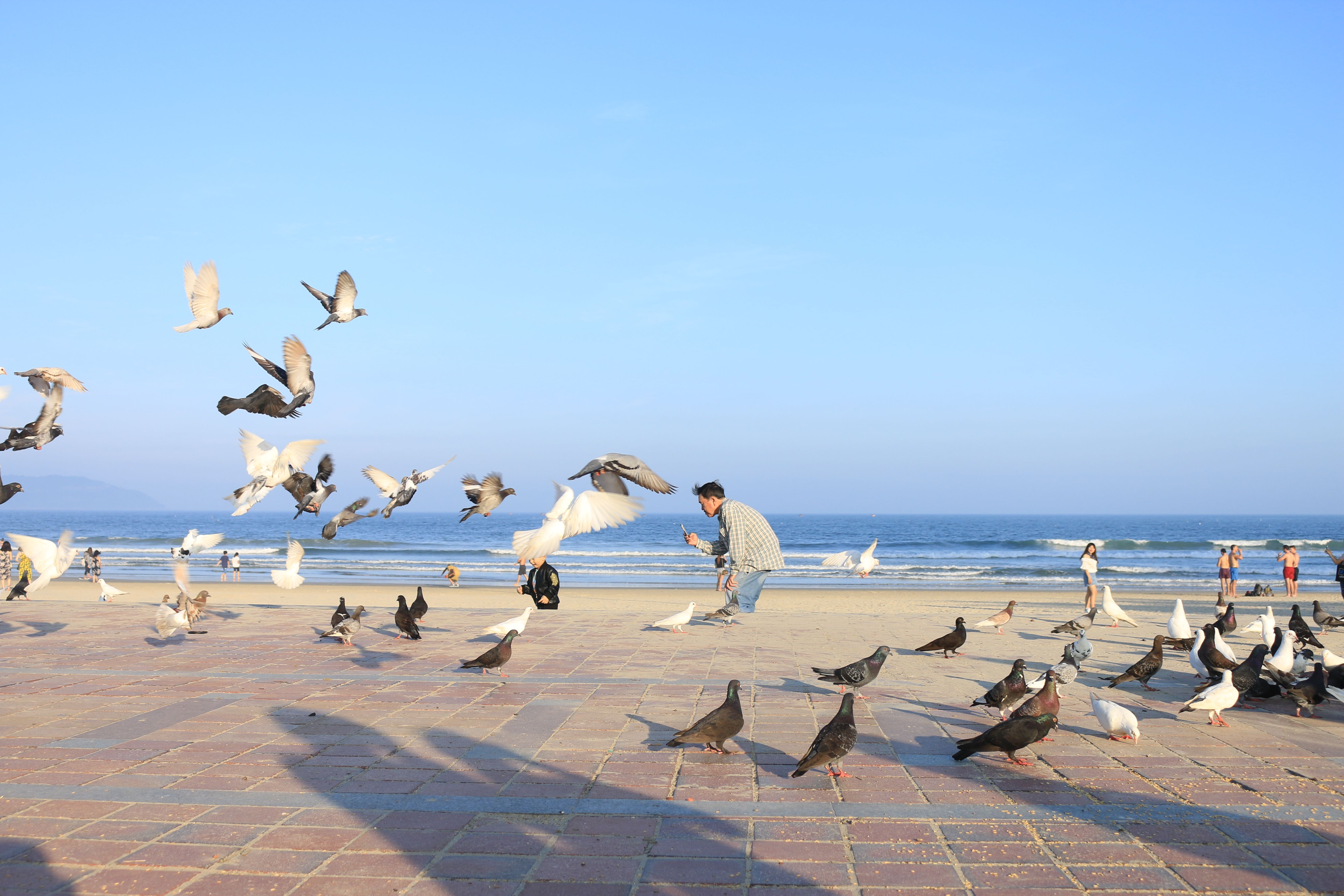 Capturing the lively scene of pigeons at a sunny Vietnamese beach with people in the background.