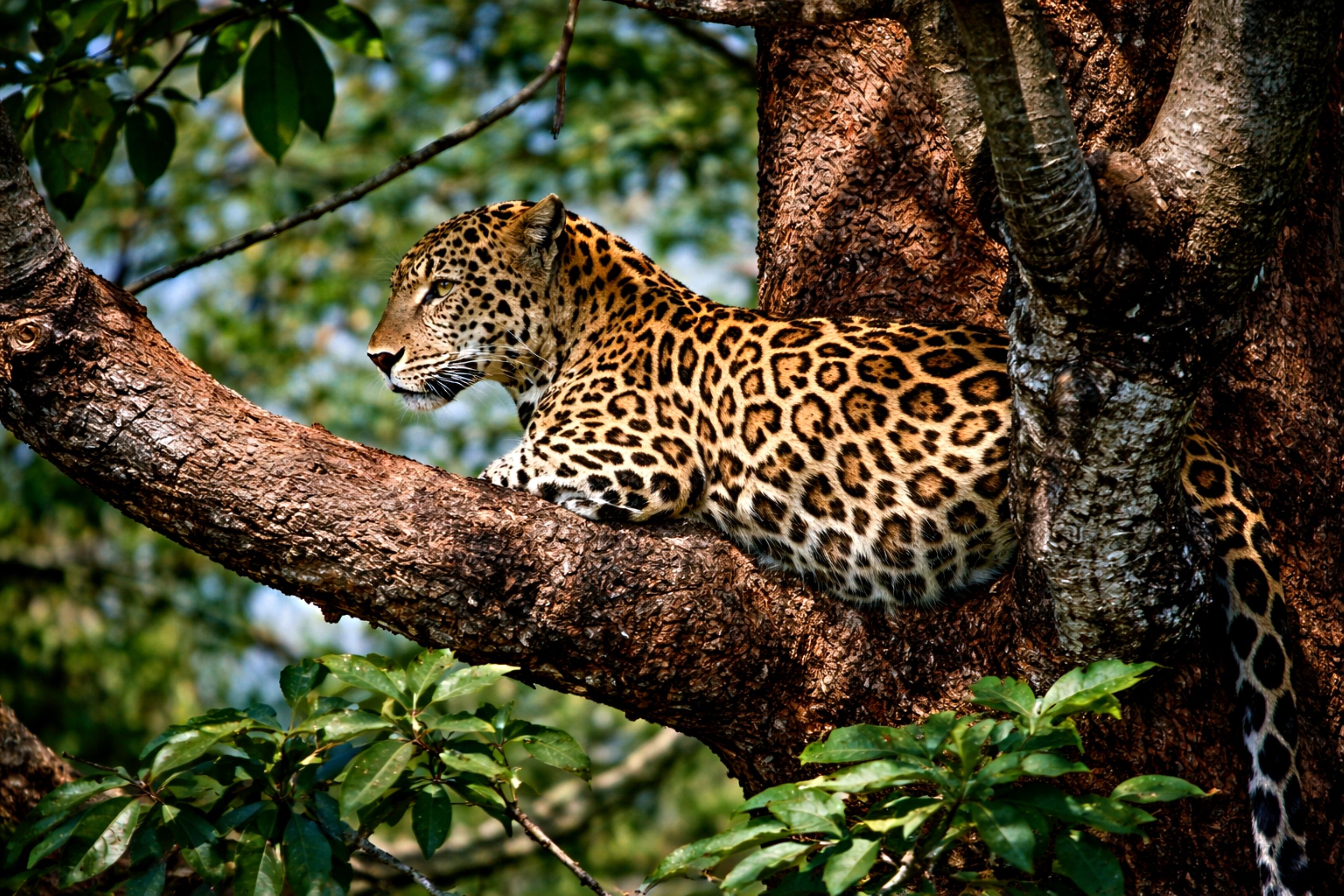 Leopard Resting on Tree Branch in Indian Forest · Free Stock Photo