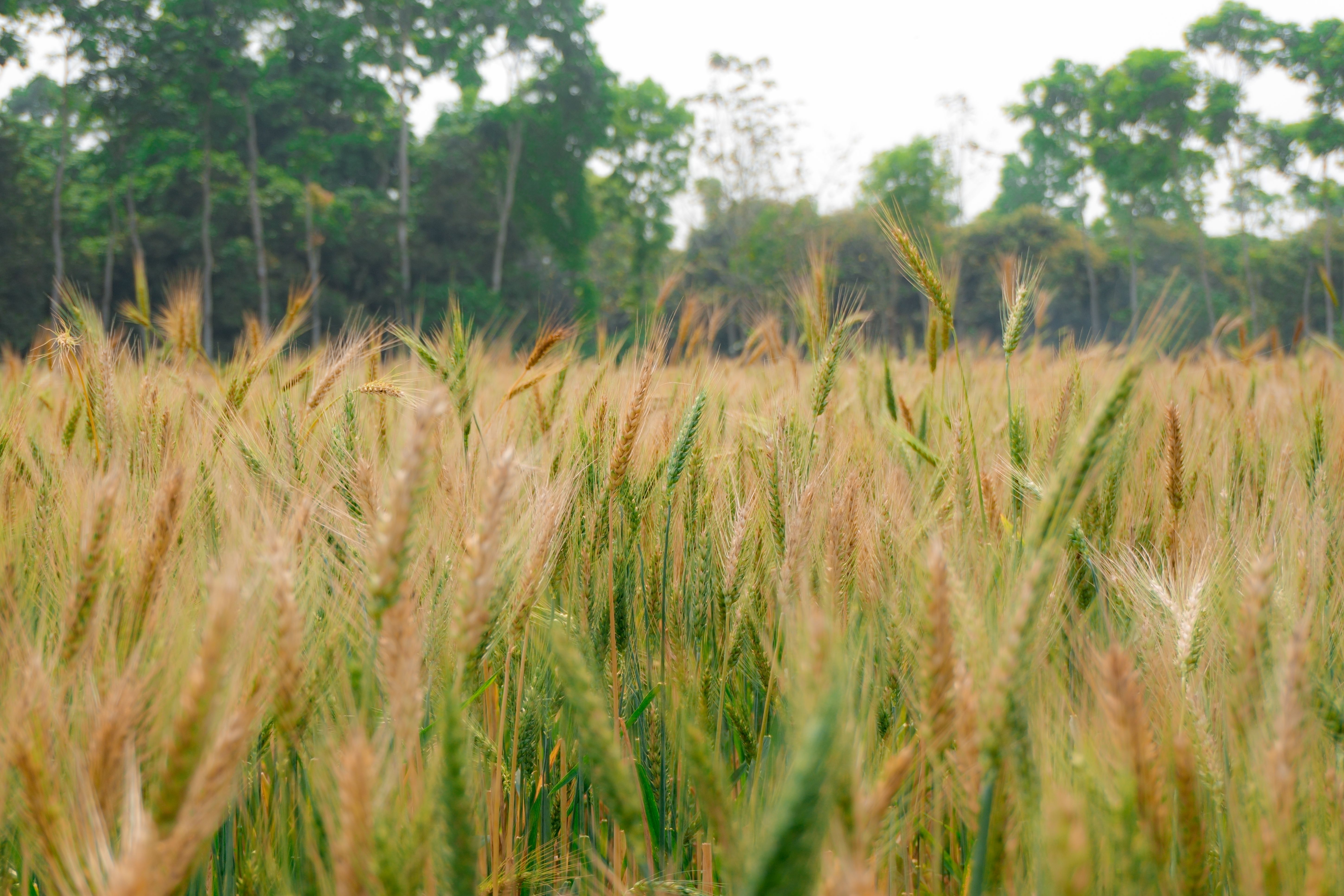 wheat harvest field india