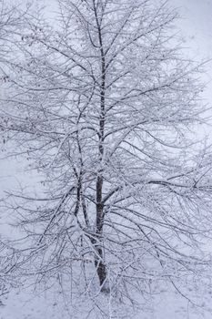 A snow-covered tree captured during winter, showcasing a peaceful and serene landscape.