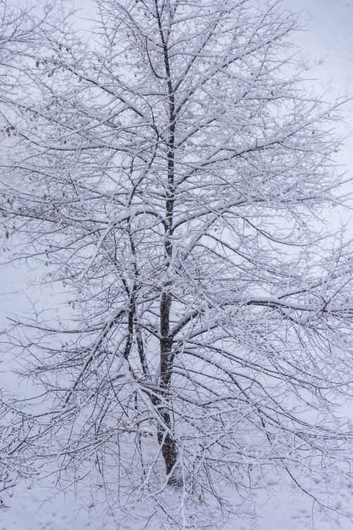 Free A snow-covered tree captured during winter, showcasing a peaceful and serene landscape. Stock Photo