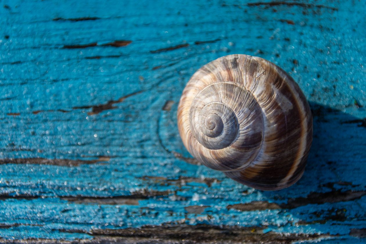 Spiral snail shell on a blue wooden background representing compounding referral growth