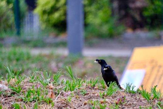 Pair of Common Mynas (Acridotheres tristis) standing on a grass-covered mound outdoors.