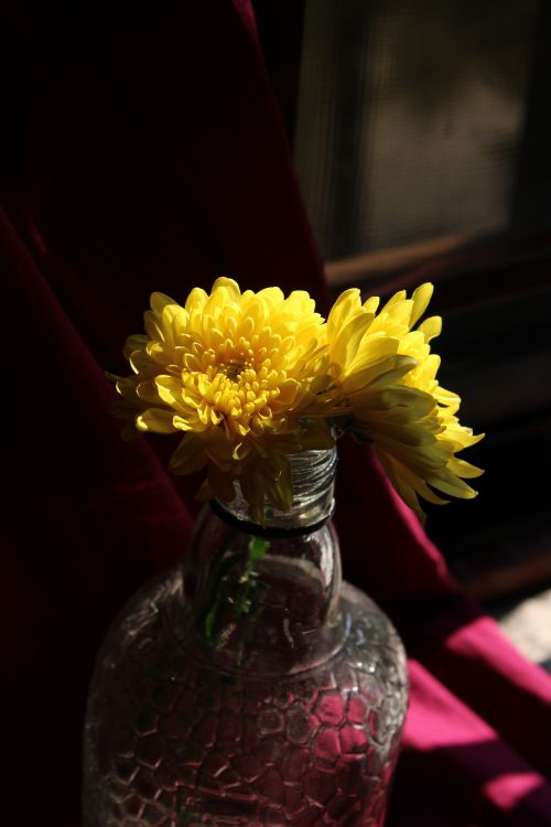 Free Yellow chrysanthemums in a clear glass vase with a textured surface, backlit by warm sunlight. Stock Photo