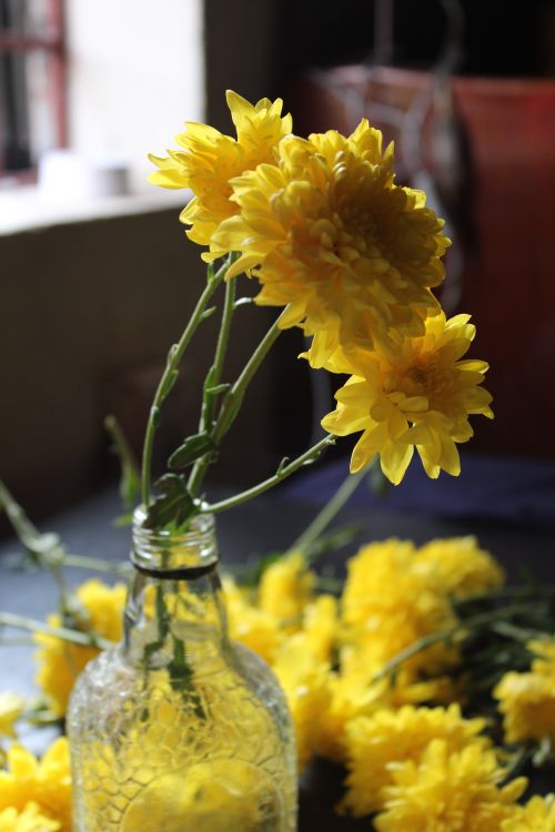 Free Bright yellow chrysanthemums in a textured glass bottle with soft, natural lighting. Stock Photo