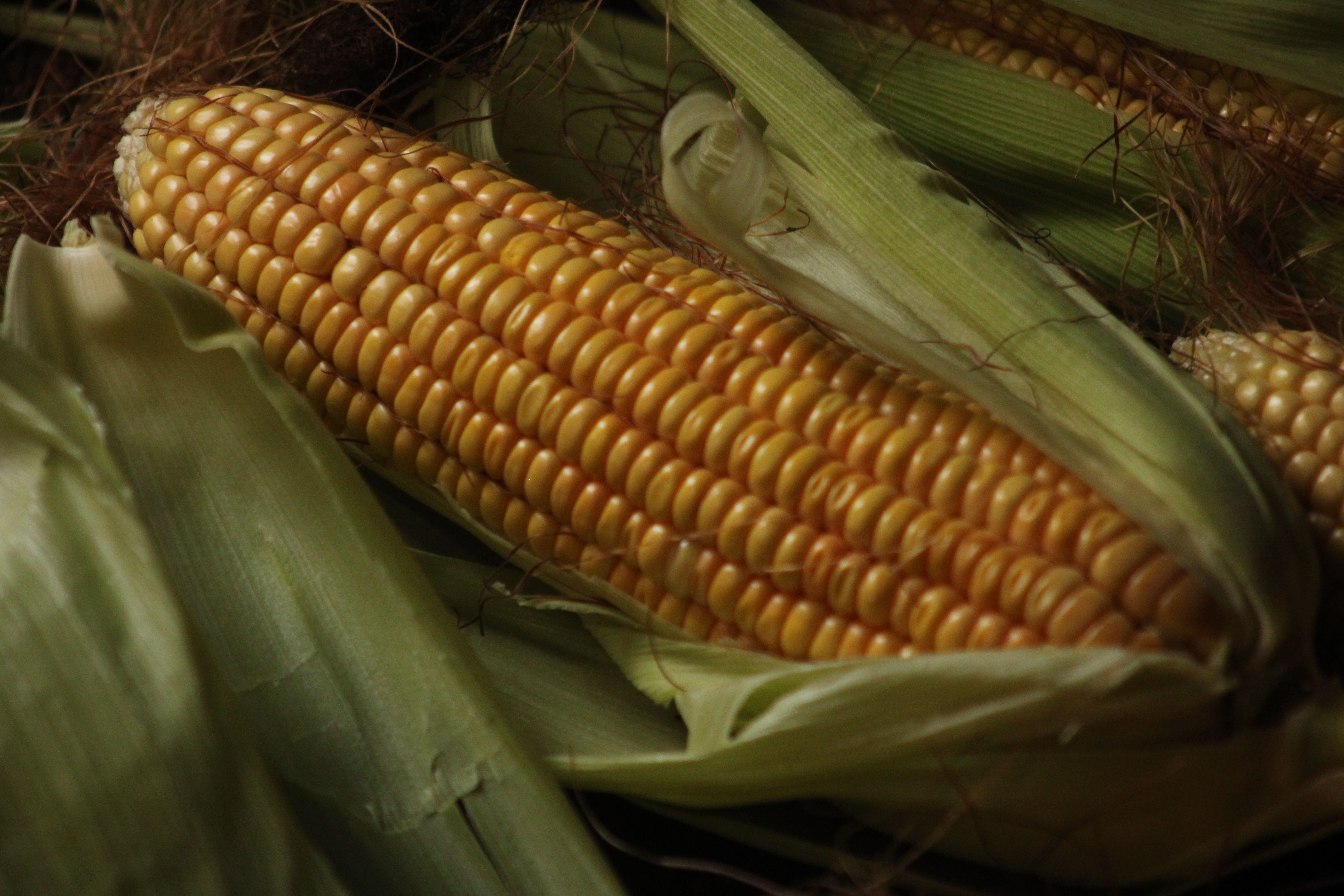 National Corn Growers Association and Ag Data Transparent Release Transparency Principles for Ag Carbon — Photo by Jahra Tasf