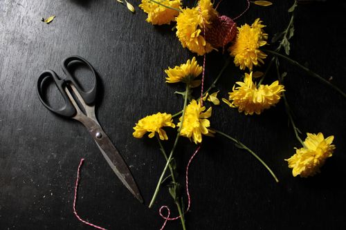 Free Yellow chrysanthemums with scissors and twine on a dark tabletop. Stock Photo