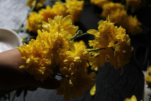 Free Close-up of a hand holding vibrant yellow chrysanthemums against a dark background. Stock Photo