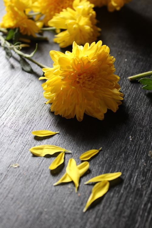 Free Vibrant yellow chrysanthemums scattered on a dark wooden table. Stock Photo
