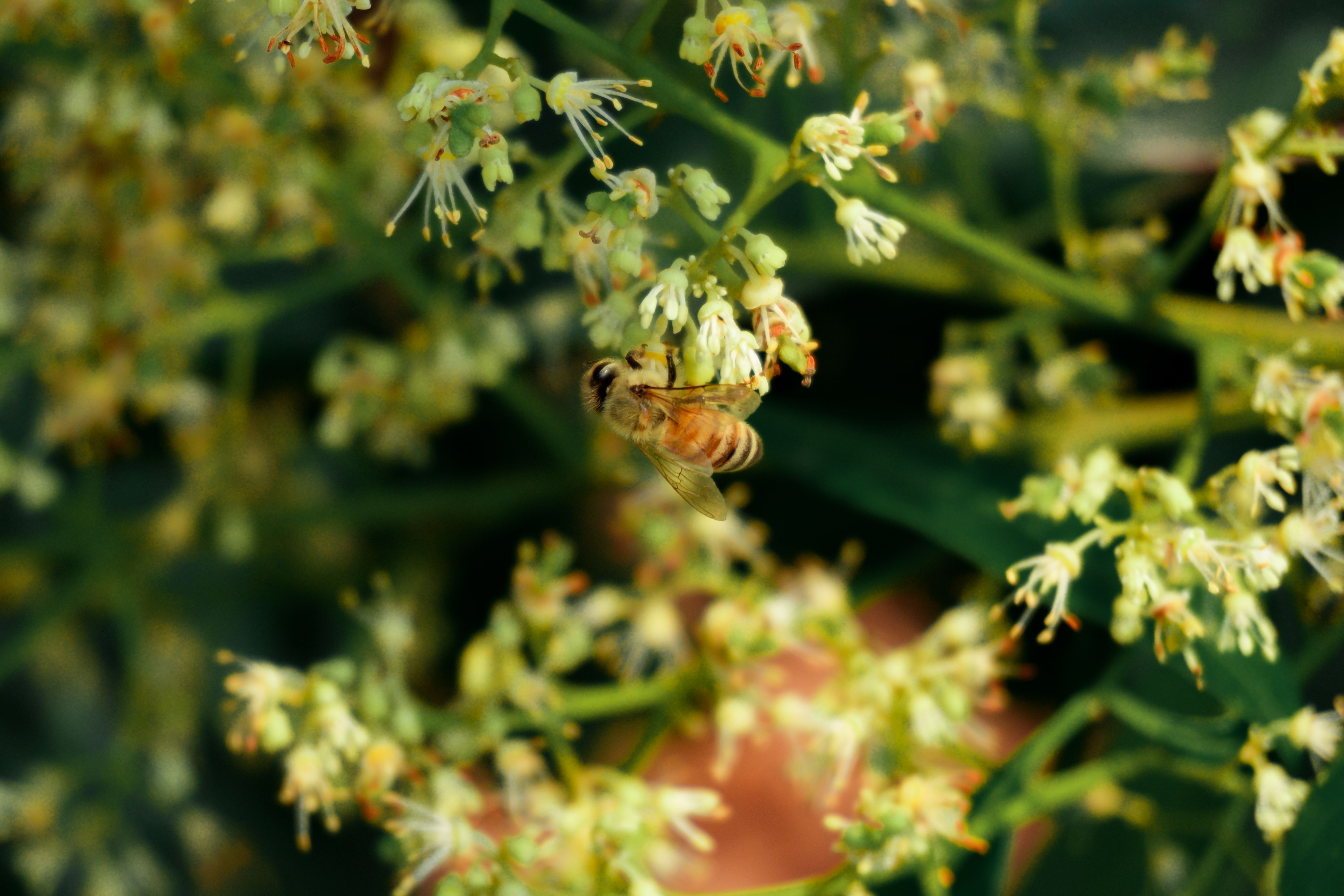 Unearthing the Sweet Secrets of Origins and ⁢Floral⁢ Sources