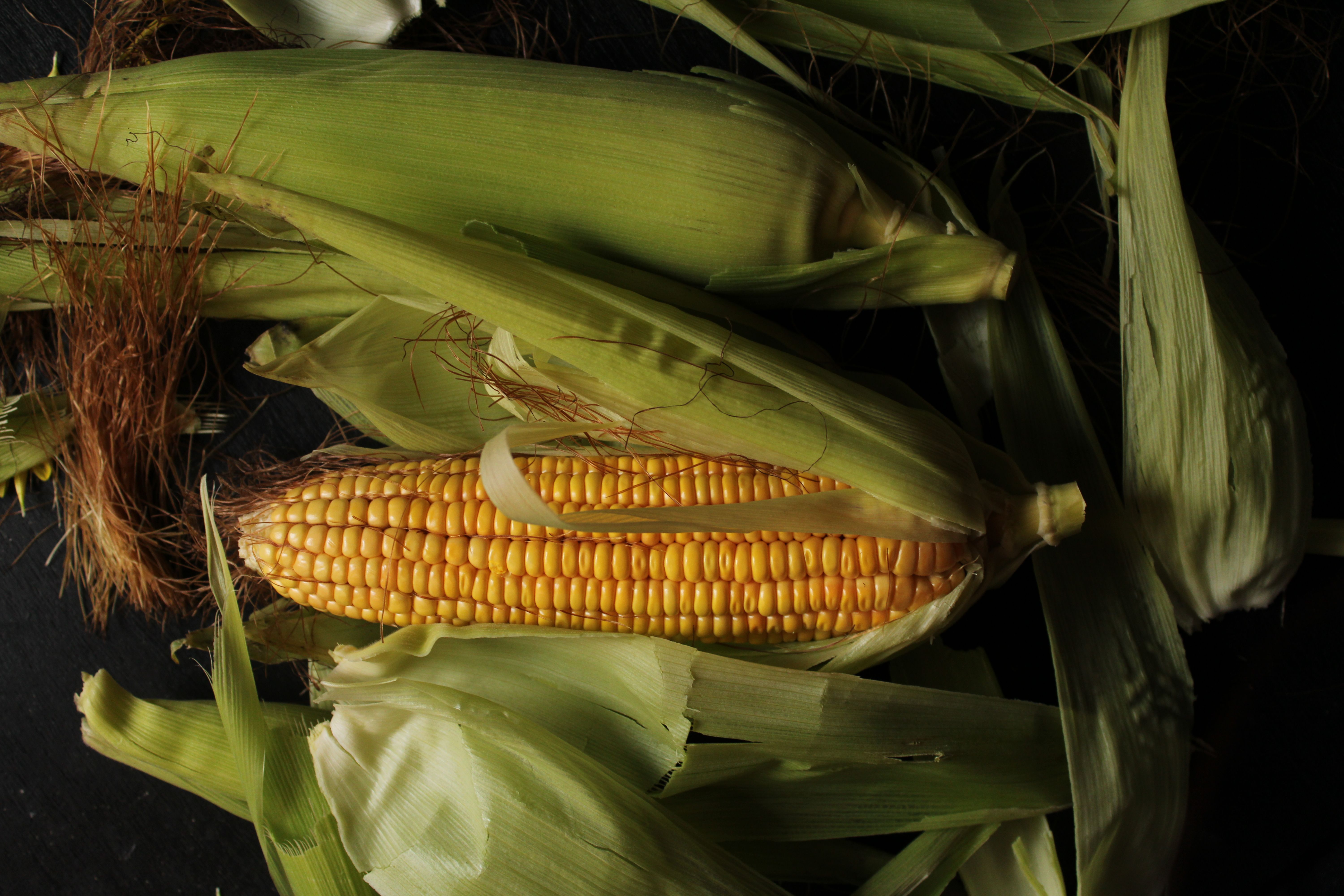 India's Ethanol Rush and Its Implications