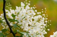 Close-up of delicate white flowers in full bloom on a tree branch, capturing the essence of spring.