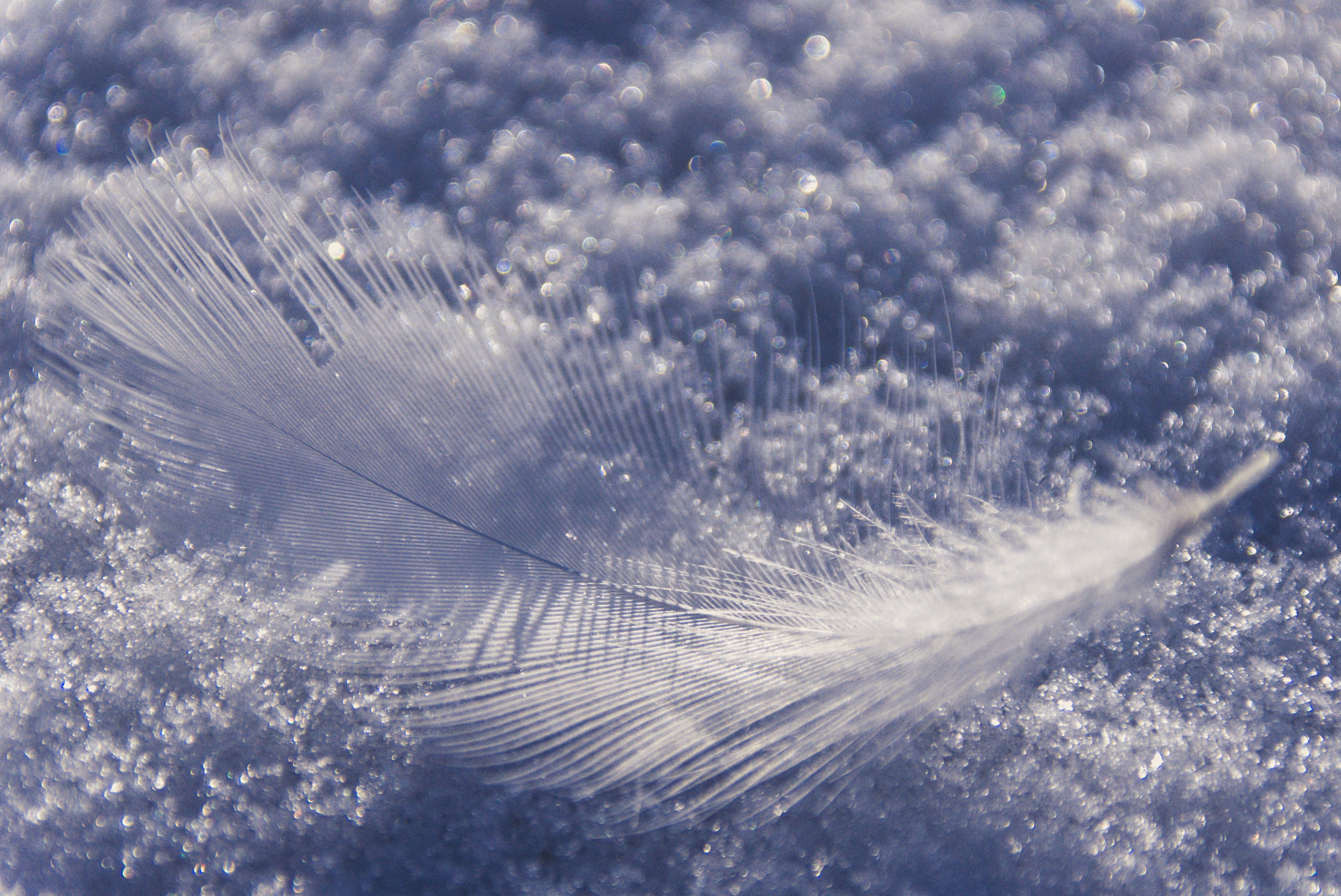 Soft Feather Resting on Frosty Snow · Free Stock Photo