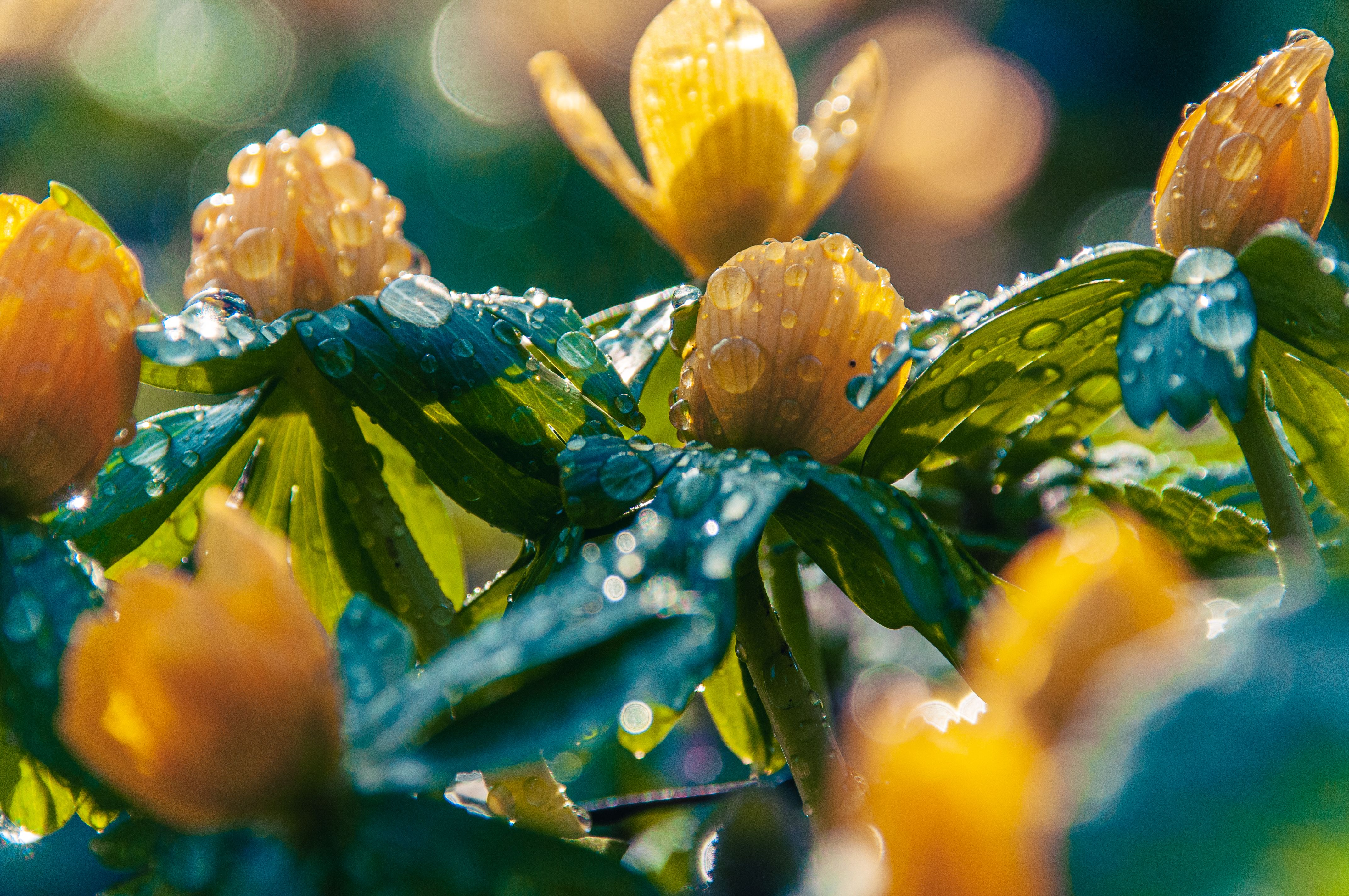 Close-up of Yellow Spring Flowers with Dew · Free Stock Photo