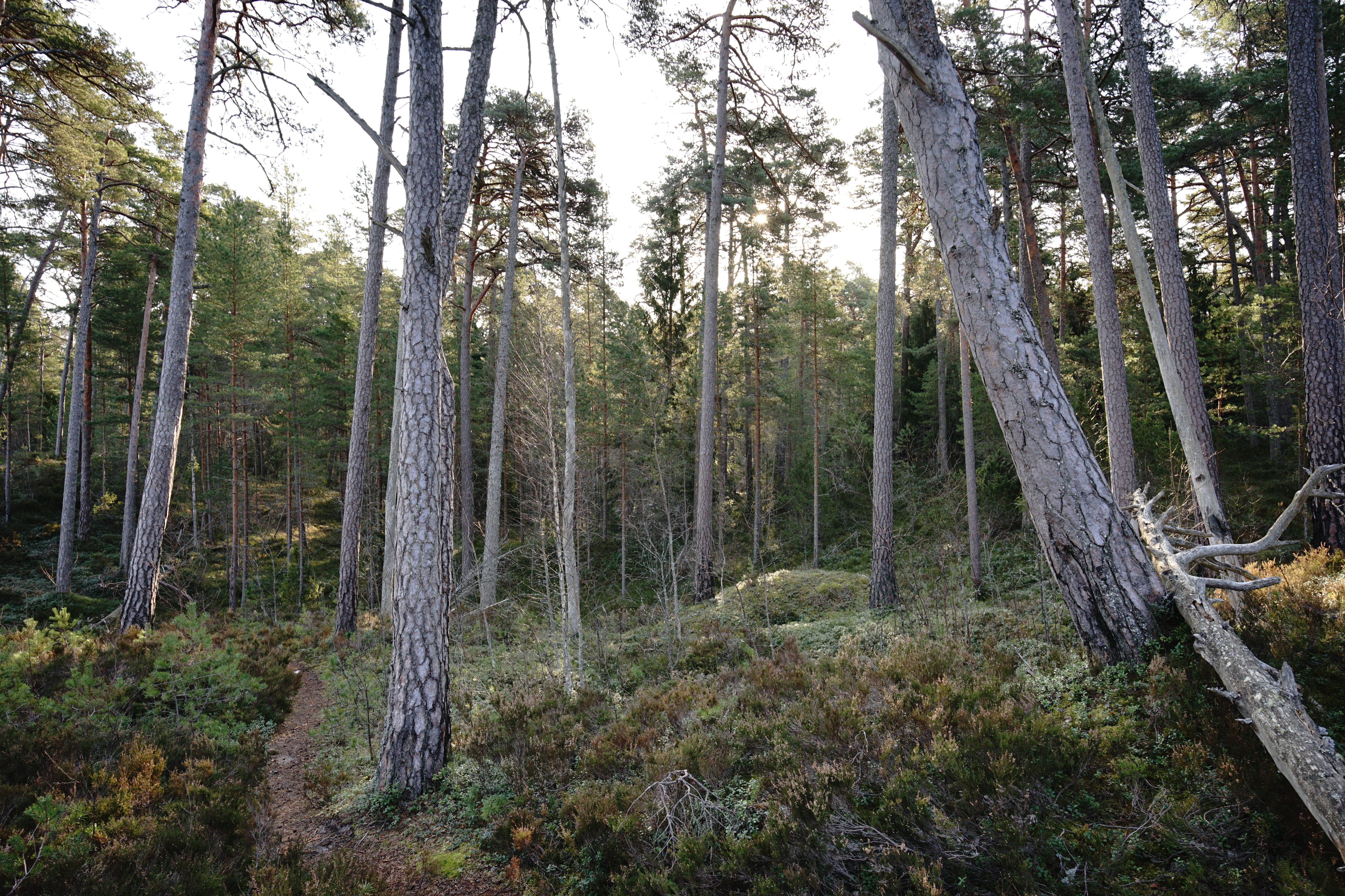 Serene Forest Landscape with Tall Pine Trees · Free Stock Photo