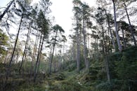 Serene Pine Forest Landscape in Early Light