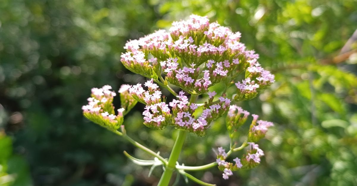 Delicate pink wildflowers blooming in the sunshine of El Puerto de Santa María. - Evidence evidence guide for valerian stress meta-analysis