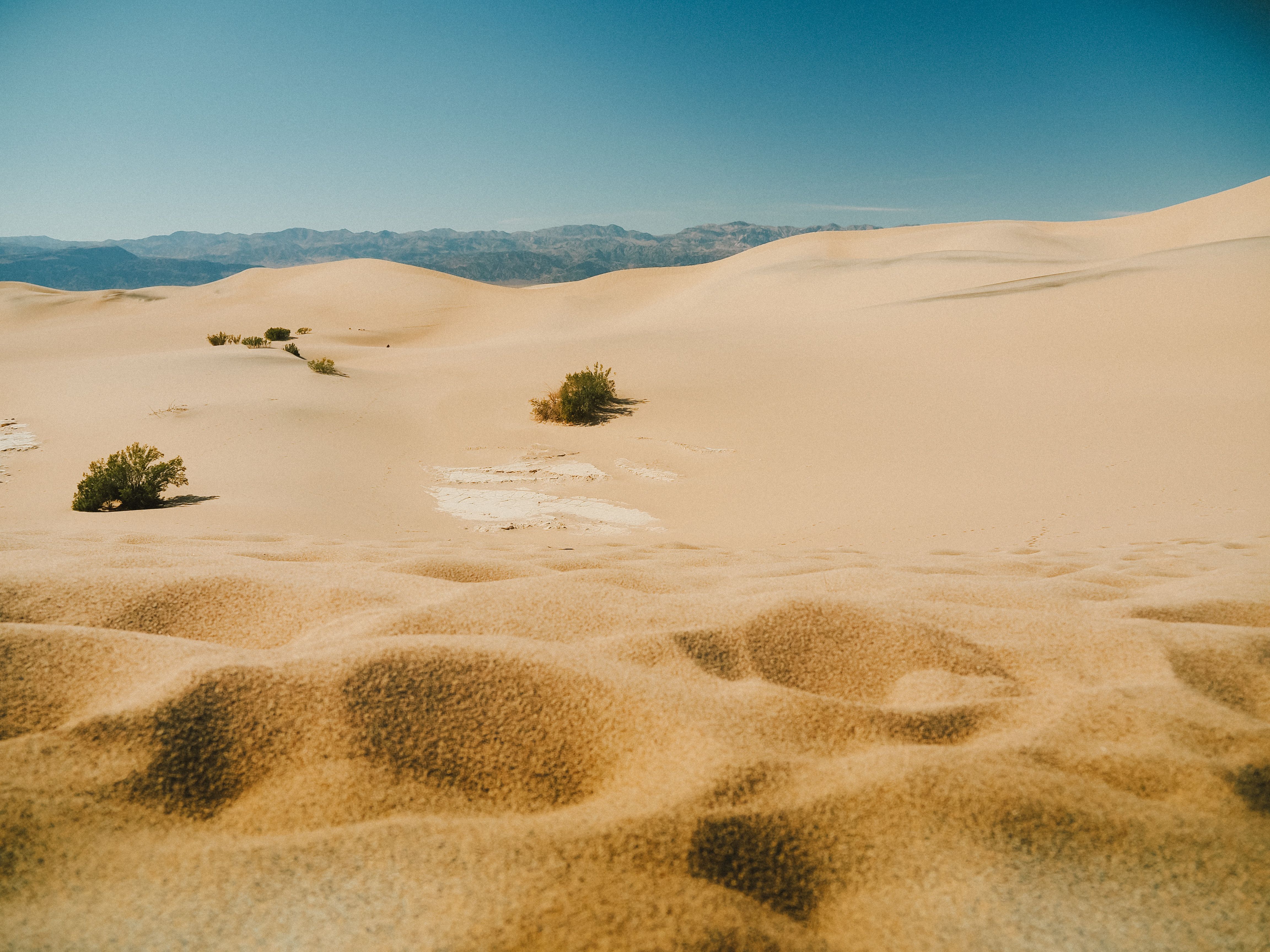Golden sand dunes under a clear blue sky in Death Valley National Park, showcasing natural desert beauty.