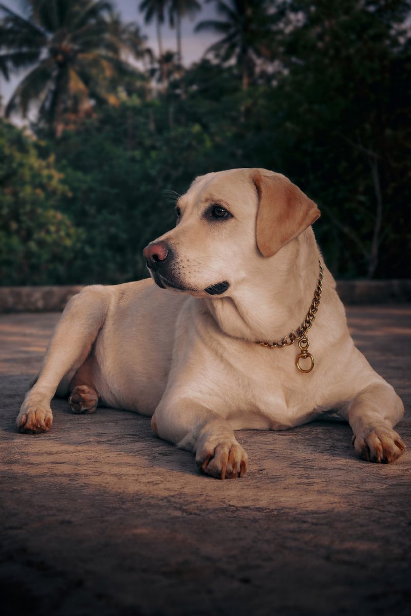 Mutlu bir köpek